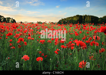 Papaveri adornano un campo a Cheltenham, Gloucestershire Foto Stock