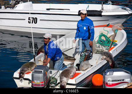 Shot foche groenlandiche (Pagophilus groenlandicus / Phoca groenlandica) in Inuit Hunter's motoscafo, Uummannaq, Groenlandia Foto Stock