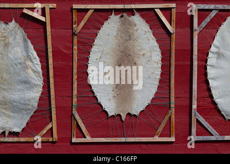 Guarnizione arpa pelle (Pagophilus groenlandicus / Phoca groenlandica) tesa su telaio in legno, Ilulissat, West-Greenland, Groenlandia Foto Stock