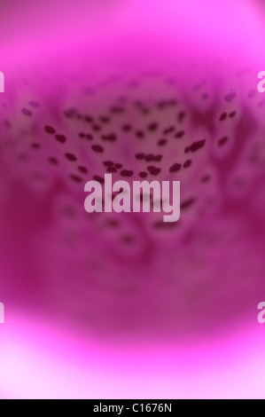 Close-up di fiori di Foxglove (Digitalis purpurea). West Sussex, Regno Unito. Maggio. Foto Stock