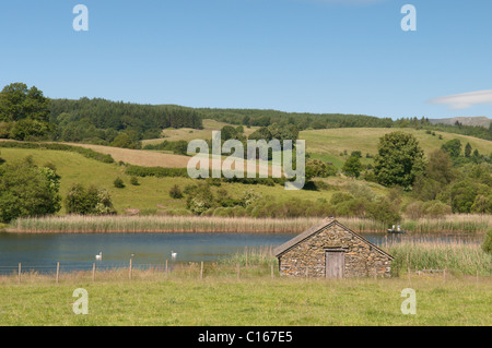 Esthwaite acqua. Vista ovest su estremità settentrionale del lago. Cumbria, Regno Unito. Il Lake District. Giugno. Foto Stock