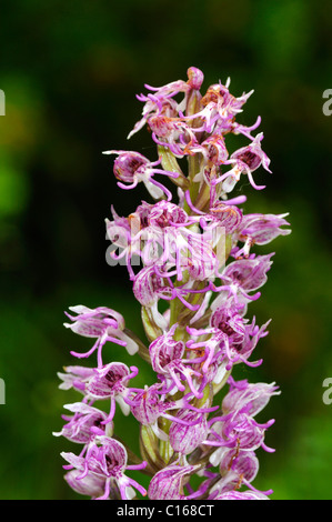 Croce tra le Lady Orchid (Orchis purpurea) e l Orchide omiciattolo (Orchis simia), orchidea ibrida (purpurea Orchis simia x) Foto Stock