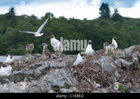 Gabbiano dalla testa nera, Larus ridibundus, colonia di nidificanti sulla piccola isola sul lago Windermere, Cumbria, Regno Unito. Maggio. Foto Stock