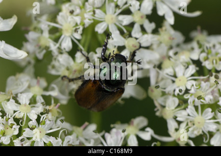 Giardino - chafer Fernshaw chafer - Bracken chafer (Phyllopertha horticola - Phylloperta horticola) fiori da masticare Foto Stock