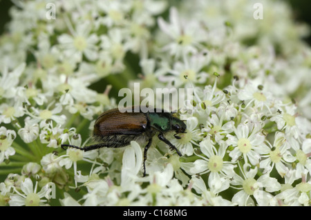 Giardino - chafer Fernshaw chafer - Bracken chafer (Phyllopertha horticola - Phylloperta horticola) fiori da masticare Foto Stock