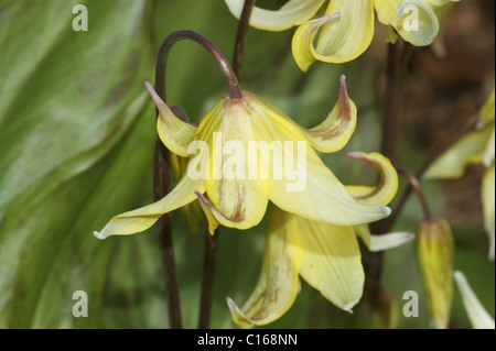 Erythronium "Pagoda' Foto Stock