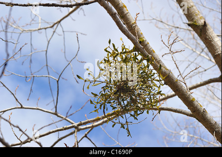 Vischio europeo (Viscum album) hemi-arbusto parassita che cresce su rami di un pioppo in inverno - Vaucluse - Provence - France Foto Stock