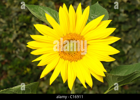 Testa di girasole intaglio su uno sfondo bianco con tracciato di ritaglio Foto Stock