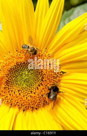 Girasole closeup con Bumble Bee e miele delle api nettare di raccolta Foto Stock