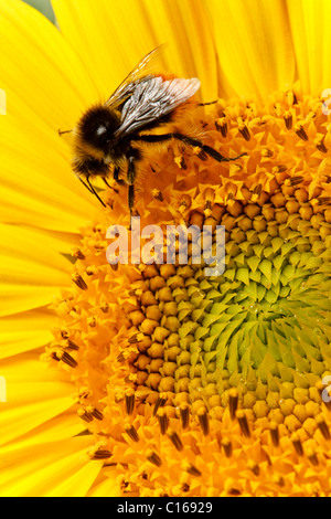 Macro di un ape su una testa di girasole Foto Stock