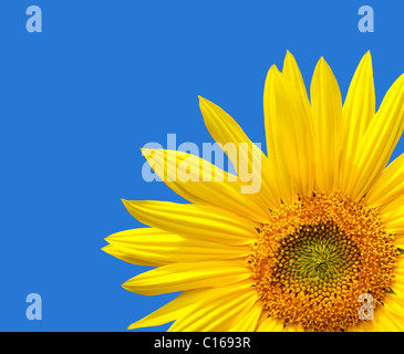 Tagliate il design di girasole con copia spazio su un cielo blu sullo sfondo. Il blu è un colore solido, facilmente esteso. Foto Stock