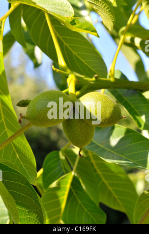 I dadi immaturo su un comune albero di Noce (Juglans regia) Foto Stock