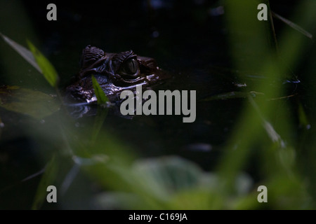 Baby caimano dagli occhiali (Caiman crocodilus) su un laghetto, foresta primaria, Costa Rica, Osa Peninsula Foto Stock