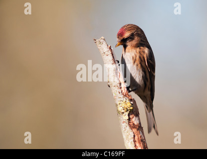 Lesser Redpoll (Carduelis cabaret) appollaiato sul ramo Foto Stock