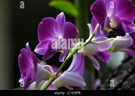 Orchidee tropicali (Cattleya) in un parco degli uccelli nei pressi di Ubud, Bali, Indonesia Foto Stock