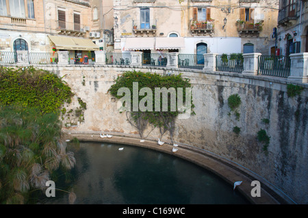 Fontana Fontana Aretusa isola di Ortigia città vecchia Siracusa Sicilia Italia Europa Foto Stock