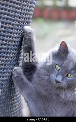 Il gatto domestico singolo adulto graffiare REGNO UNITO Foto Stock