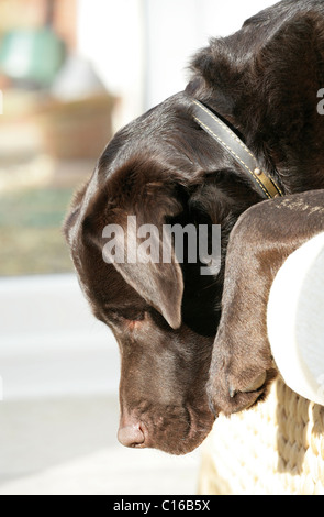 Il cioccolato Labrador Retriever singolo adulto che dorme sul divano Regno Unito Foto Stock