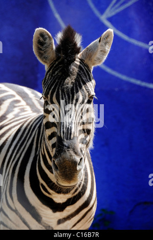 Di Grevy Zebra (Equus grevyi), zoo, Saarland, Germania, Europa Foto Stock
