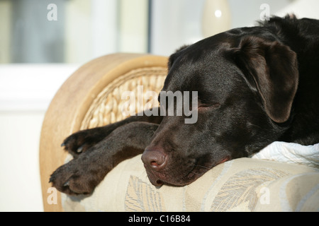 Il cioccolato Labrador Retriever singolo adulto che dorme sul divano Regno Unito Foto Stock