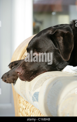 Il cioccolato Labrador Retriever singolo adulto che dorme sul divano Regno Unito Foto Stock