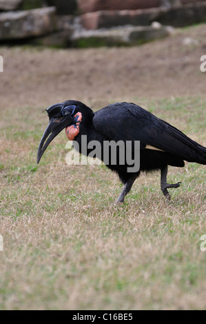 Massa abissino Hornbill Foto Stock