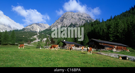 Stallen pascolo alpino, Hahnkampl und Rauher Knoell montagne, Stallen valley, gamma Karwendel, Tirolo, Austria, Europa Foto Stock