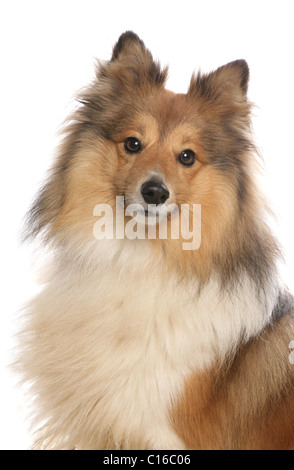 Shetland sheepdog singolo adulto ritratto in uno studio REGNO UNITO Foto Stock