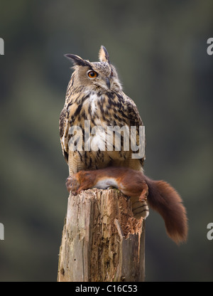 Gufo di Aquila Foto Stock