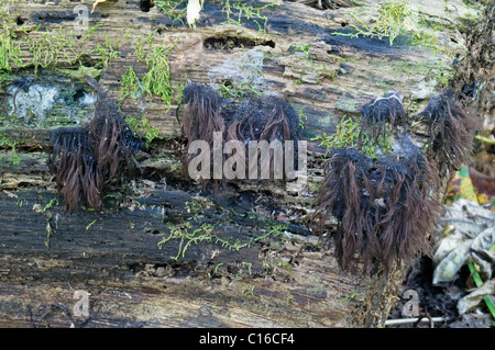 Tubo di cioccolato Slime stampo (Stemonitis splendens) Foto Stock