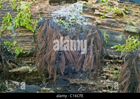 Tubo di cioccolato Slime stampo (Stemonitis splendens) Foto Stock