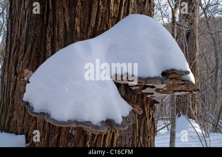 Artista Conk (fungo Ganoderma applanatum) Foto Stock