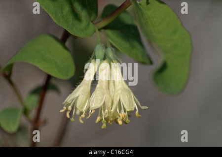 Caprifoglio Sweetberry (Lonicera caerulea subsp. edulis) Foto Stock