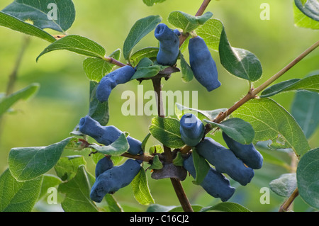 Caprifoglio Sweetberry (Lonicera caerulea subsp. edulis) Foto Stock