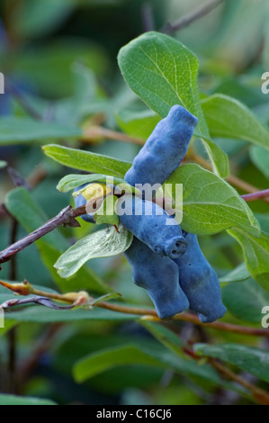 Caprifoglio Sweetberry (Lonicera caerulea subsp. edulis) Foto Stock