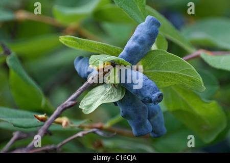 Caprifoglio Sweetberry (Lonicera caerulea subsp. edulis) Foto Stock