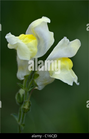 Giardino Bocca di Leone (Antirrhinum majus) Foto Stock