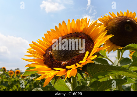 I girasoli e i bombi. Foto Stock