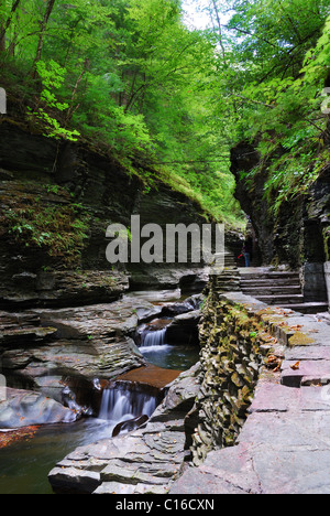 Creek nei boschi con rocce e lo streaming in Watkins Glen State Park nello Stato di New York Foto Stock