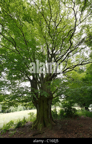 Vecchia unione o comuni o faggio (Fagus sylvatica), vicino Oberbach, Schwarze Berge, Rhoen, bassa Franconia, Baviera, Germania, Europa Foto Stock