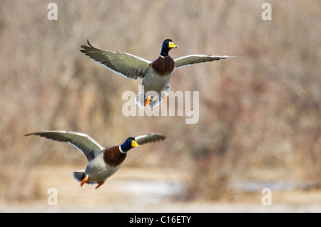 Germani reali in volo nel sud indiana Foto Stock