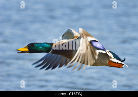 Germano reale in volo nel sud indiana Foto Stock