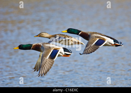 Germani reali in volo nel sud indiana Foto Stock