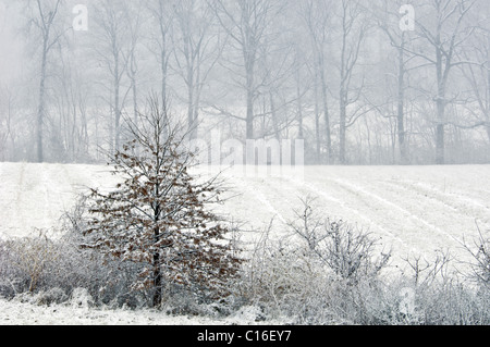 Neve fresca e piccolo albero di quercia nella fila di recinzione in Bullitt County, Kentucky Foto Stock