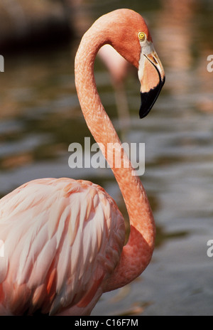 A forma di S il collo e le piume rosa facilmente identificare i fenicotteri americano al SeaWorld di Orlando, un popolare animale marino parco a tema in Florida, Stati Uniti d'America. Foto Stock