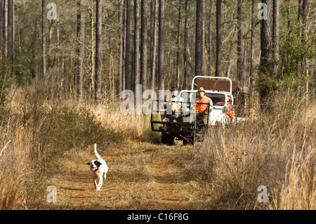 Upland Bird cacciatori a cavallo sulla caccia Rig come incastonatore inglese oscilla avanti durante una gara di caccia alle quaglie in Piney Woods della Georgia Foto Stock