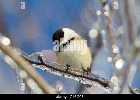 Nero-capped Luisa bird si trova arroccato su una coperta di ghiaccio il ramo di un albero di mele dopo inverno tempesta di ghiaccio, pioggia gelata. Foto Stock