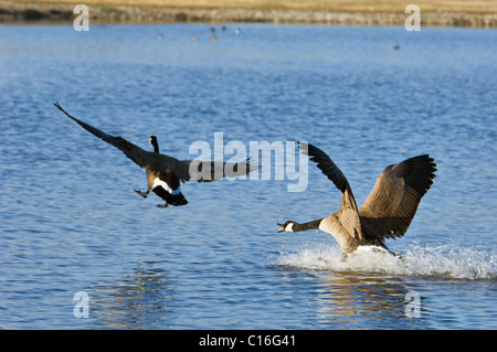 Aggressivo Canada Goose a caccia di un'altra via d'oca sul piccolo stagno nella contea di Clark, Indiana Foto Stock