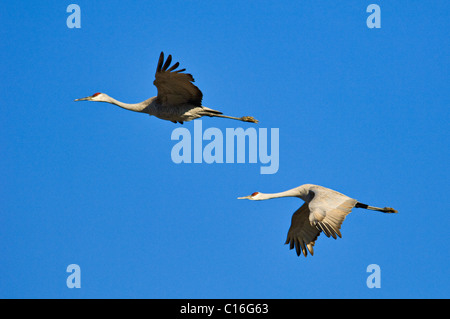 Coppia di Sandhill gru in volo nella Contea di Jackson, Indiana Foto Stock