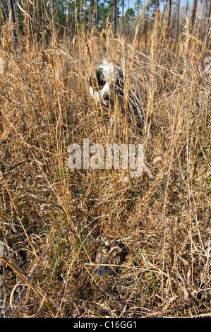 Setter inglese bloccato verso il basso sul punto sulla quaglia durante un Bobwhite caccia quaglia in Piney Woods di Dougherty County, Georgia Foto Stock